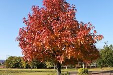 Sweet gum tree for sale  Russell