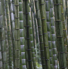 Graine bambou géant d'occasion  Soisy-sous-Montmorency