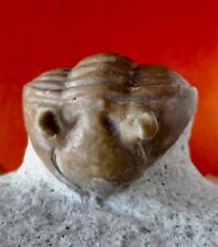 Trilobite ordovicien russie d'occasion  Cuxac-d'Aude