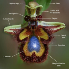 Ophrys speculum spiegelragwurz for sale  Shipping to Ireland