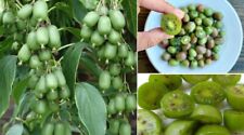 Kiwi berry seeds for sale  BROCKENHURST