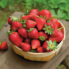Ozark beauty strawberry for sale  Mira Loma