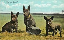 Postal c1910; perros terrier encadenados se ven muy alertas, "¿Quién dijo ratas?" segunda mano  Embacar hacia Argentina