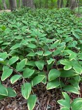 plants solomon seal for sale  Gordonsville