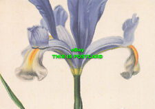 L204500 iris xiphium. for sale  MAIDSTONE