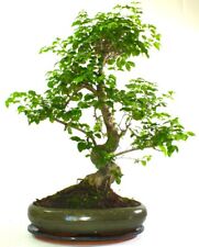 Specimen ligustrum bonsai for sale  LLANDRINDOD WELLS