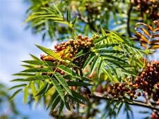 Sorbus ulleungensis dodong gebraucht kaufen  Eslohe