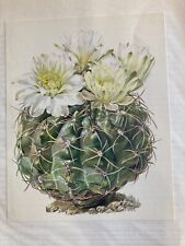 Antica Manifesto Art Print A3 Cactus Pianta Grasse Gymnocalycium Ourselianum for sale  Shipping to South Africa