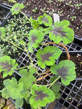 red white plant geranium for sale  Crosby