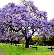 Paulownia tree seedlings for sale  La Junta