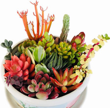 Assorted succulent cuttings for sale  Fallbrook