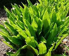 Hardy fern asplenium for sale  UK