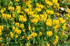 Birdsfoot trefoil seed for sale  Russell