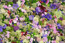 Blumenteppich mix blumensamen gebraucht kaufen  Wesel