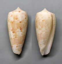 Conchiglie conus nimbosus usato  Sassari
