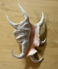 Common spider conch for sale  Littleton