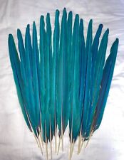 macaw tail feathers for sale  Wadmalaw Island