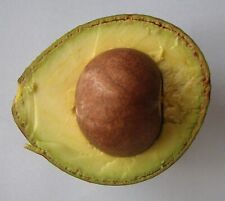 Grafted hellen avocado for sale  Carlsbad