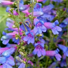 Perennial penstemon heavenly for sale  MARCH
