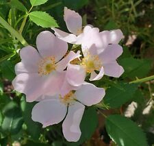 Wildrose sandrose rosa gebraucht kaufen  Frankenthal