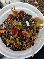 Venus flytrap medium for sale  Slidell