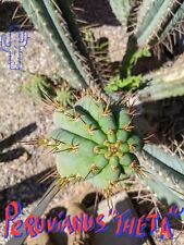 Cactus seeds peruvianus for sale  Ventura