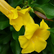 trumpet yellow flower plant for sale  Bowling Green