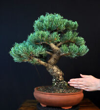 Bonsai girls pine for sale  Shipping to Ireland