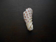 Junonia seashell fragment for sale  Dayton