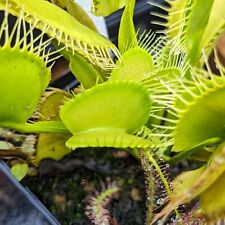 Dionaea heterophylla venusflie gebraucht kaufen  Laufamholz
