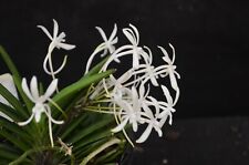 OoN Neofinetia falcata 'Stanhope' species orchid FS Div, 110mmPot, used for sale  Shipping to South Africa