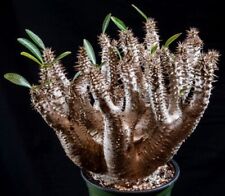 Pachypodium densiflorum seeds for sale  Manassas