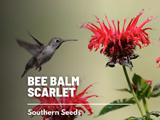 Bee balm scarlet for sale  Frisco