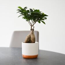 Ficus microcarpa ginseng for sale  IPSWICH