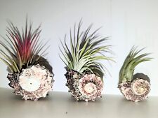 Sale air plants for sale  AYLESFORD