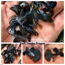 1 TRIO - Live Aquarium Guppy Fish High Quality - Dark Dumbo Dragon for sale  Katy