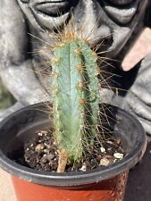 BLUE TORCH CACTUS--Pilosocereus Azureus--Small rooted cactus for sale  Shipping to South Africa