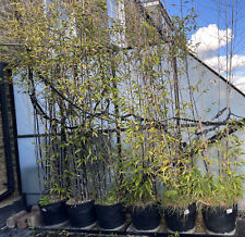 Tall black bamboo for sale  LONDON