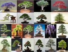 20 semillas, 5 semillas de 4 variedades de árboles. Semillas de árbol que se pueden utilizar para bonsái segunda mano  Embacar hacia Argentina