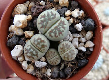 Lithops dorotheae plante d'occasion  Servian