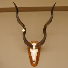Kudu antilope dekomedaille gebraucht kaufen  Nagel