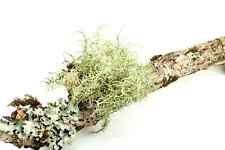 Lichen covered wood for sale  Sequim