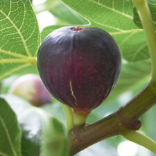 Fig hardy fruit for sale  IPSWICH