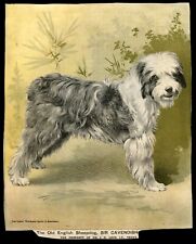 Usado, ANTIGUO PERRO PASTOR INGLÉS ANTIGUO Perro Estampado Artístico "Sir Cavendish"" Dueño Dr. J Lock 1890 segunda mano  Embacar hacia Argentina