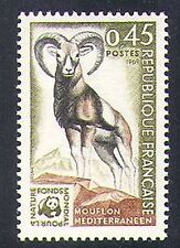 1969 mouflon sheep for sale  BIRMINGHAM