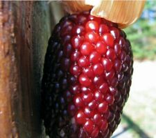 Palomitas de maíz indio de fresa más de 20 semillas | exóticas y raras segunda mano  Embacar hacia Argentina