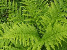 Lady fern 1000 for sale  Lynnwood