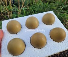 Olive eggs. green for sale  REDRUTH