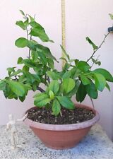 Pre bonsai limone usato  Macerata Campania