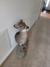 Taxidermy whitetail deer for sale  Louisville